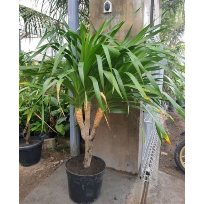 Jual Pohon Pandan Bali Bercabang